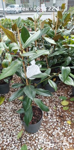 Магнолия Грандифлора  “Magnolia Grandiflora”, снимка 6 - Разсади - 35664284