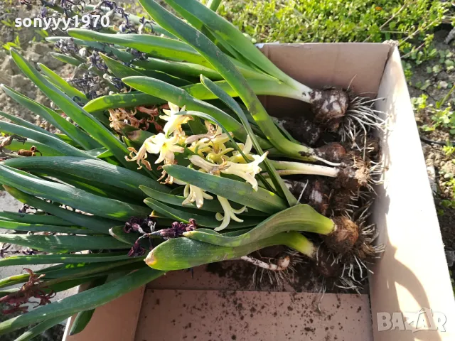 ЗЮМБЮЛИ В САКСИЯ С ПОЧВА 25ЛВ ЗА ЕДИН С ЛУКОВИЦА 1404250825, снимка 13 - Градински цветя и растения - 49886619