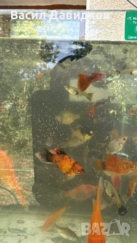 Рибки за аквариум живородни , снимка 7 - Рибки - 51151476