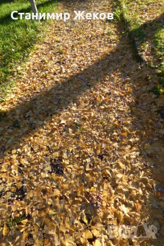 Гинко билоба, снимка 5 - Сортови семена и луковици - 48004432