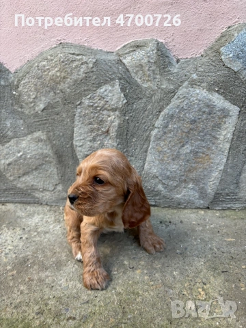 Кокер шпаньол - чистокръвни , снимка 2 - Кокер шпаньол - 53041639