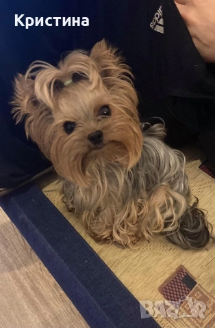 Мини йоркширски териер, снимка 8 - Йоркширски териер - 52559740