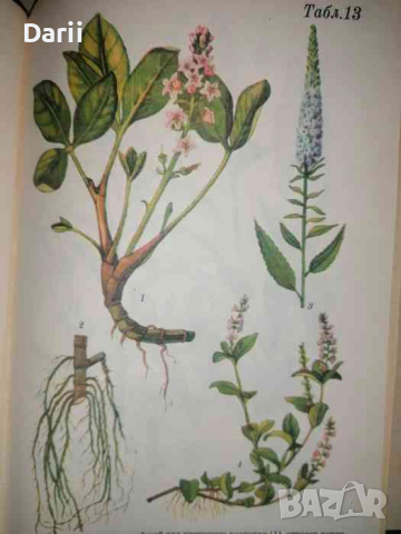 Справочник по заготовкам лекарственных растений, снимка 2 - Енциклопедии, справочници - 36467442