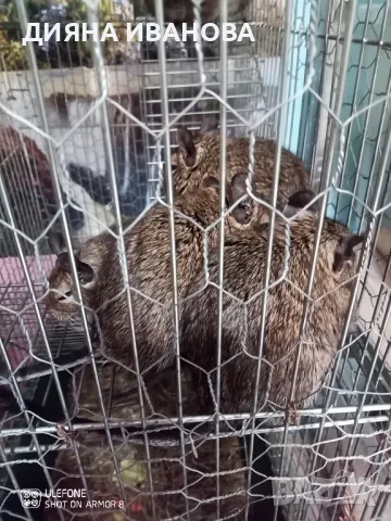 КАТЕРИЧКИ ДЕГУ, снимка 16 - Други - 48394691