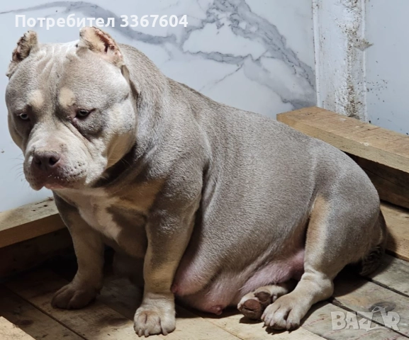 Американско були покет , снимка 5 - Други - 52320444