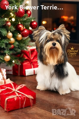 Йорк мини момче! Малък сладур с родословие и доставка 