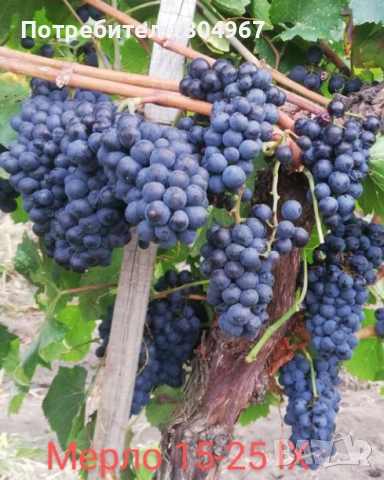 Лозов посадъчен материал , снимка 4 - Разсади - 52487852