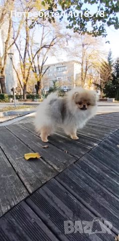 Померан Момиче с Родословие FCI, снимка 4 - Померан - 52822321