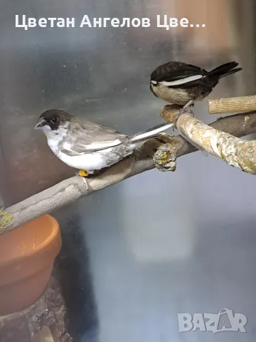 продавам японски амадини , снимка 8 - Амадини - 48494987