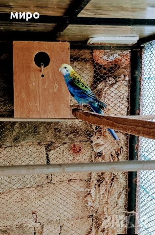 Жълтоглава розела !, снимка 4 - Папагали - 53406872