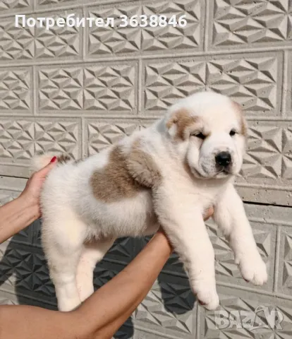 Средноазиатска овчарса САО, снимка 2 - Алабай - 50204728