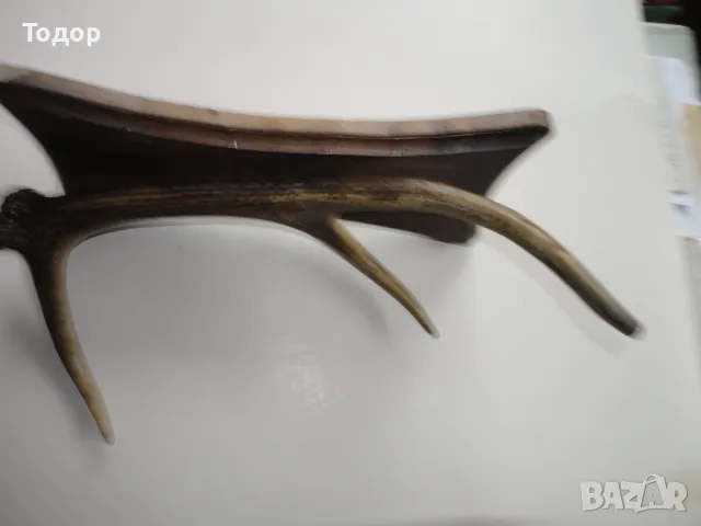 Ловен трофей закачалка еленов рог , снимка 4 - Антикварни и старинни предмети - 50283790
