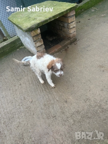 Продавам Кучета , снимка 5 - Други - 52864247