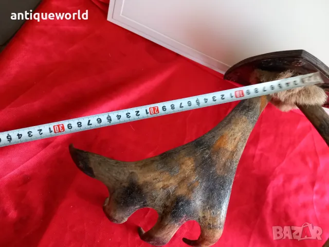 Ловен Трофей ,Рога от ЛОС , Елен , Сръндак, снимка 6 - Антикварни и старинни предмети - 49957539