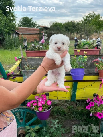 Болонки , снимка 4 - Болонка - 50991038