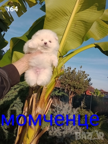 Померани. Реални снимки от 10.12.25 г. , снимка 4 - Померан - 52688511