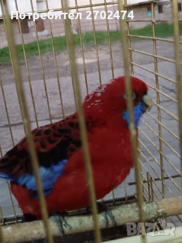 продавам папагали , снимка 4 - Папагали - 52909639