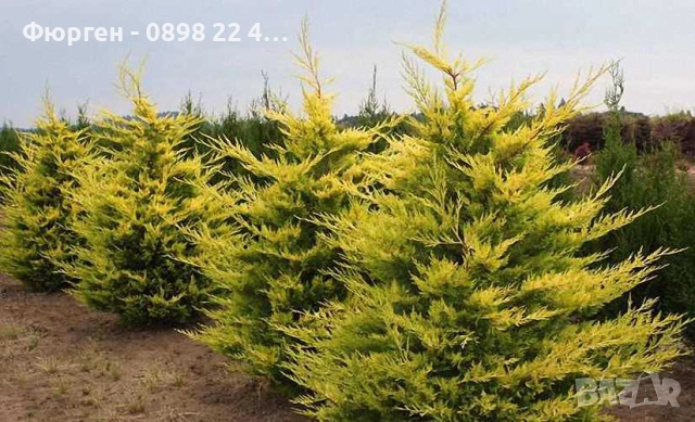 Кипарис Лейланди „Gold Rider“ (Златен ездач) Cupressocyparis leylandii ‘Gold Rider’, снимка 2 - Разсади - 52899091