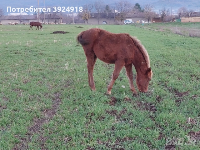 Продавам Конче на 8 месеца , снимка 4 - Коне - 52810797