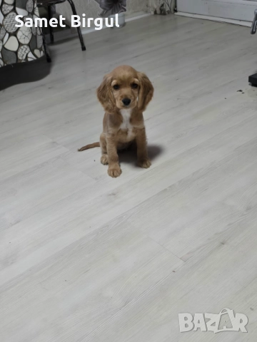 Prodavam 200 lv., снимка 9 - Кокер шпаньол - 52515067