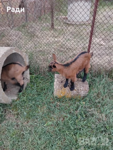 Продавам кози и ярета френски алпин , снимка 1