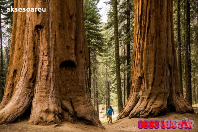 Нови качествени 15 семена от гигантска секвоя мамутово дърво sequoiadendron giganteum за декорация, снимка 3 - Сортови семена и луковици - 50220925