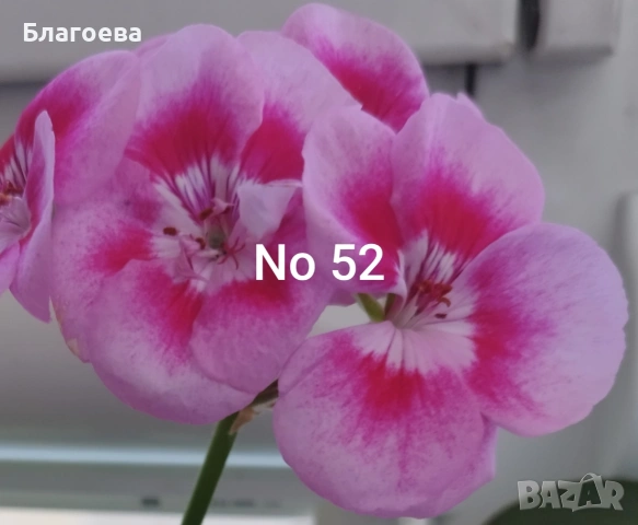 Мушкато розово-цикламено 