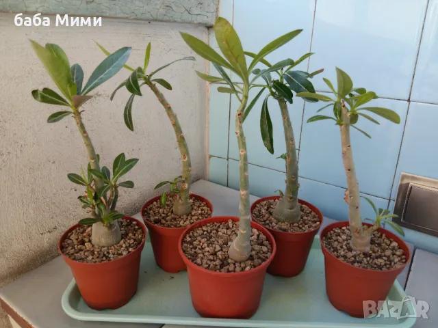 Адениум - Obesum,Arabicum,Somalense,Socotranum и DHA