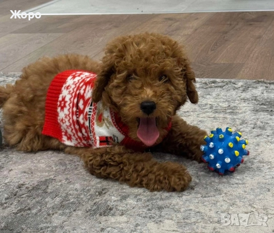 Той пудел, снимка 3 - Пудели - 51924778