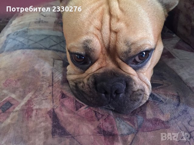 мъжки френски булдог за разплод