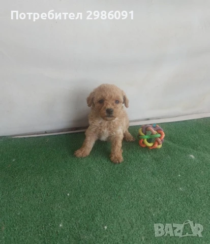 той пудел бебета , снимка 6 - Пудели - 50494020