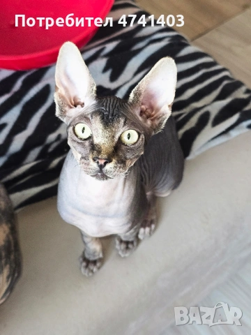 Котенца Канадски Сфинкс, снимка 15 - Други - 53527343