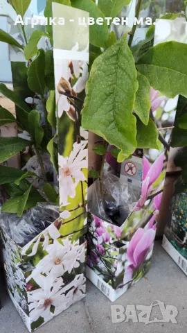 Магнолия лилава