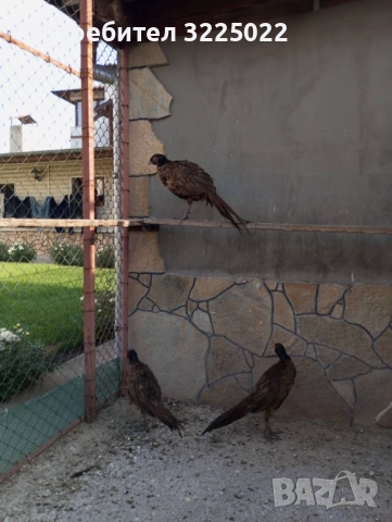 Продавам колхитски фазани , снимка 8 - други­ - 51025138