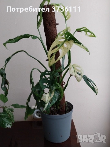 Monstera Indonesia Marble