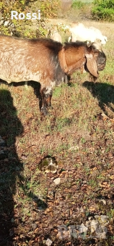 Англо-нубийски пръчлета за разплод, снимка 3 - Кози - 53256998