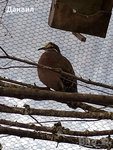 Австралийска бронзовокрила, снимка 5 - други­ - 53381123