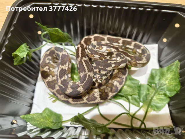 Килимен Питон / Morelia spilotа, снимка 1