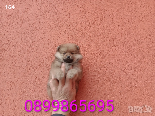 Мъжки Померани. Снимки от 18.02.26 г. , снимка 2 - Померан - 53519345