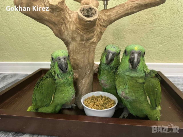 Папагали Жълтотила Амазона, снимка 5 - Папагали - 50919056