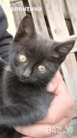 Подарявам котенца , снимка 1