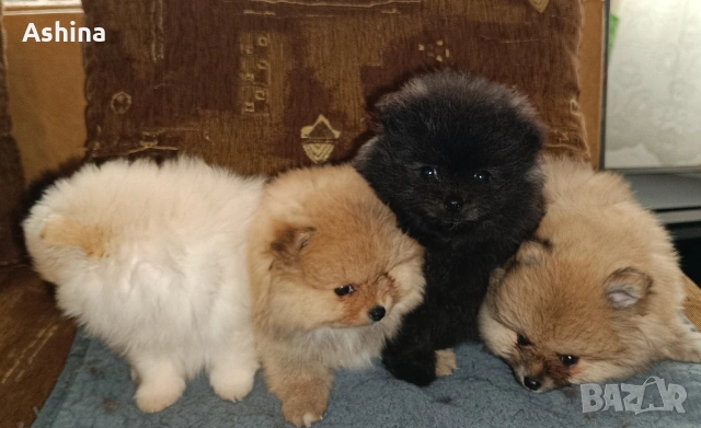 померан/мини шпиц