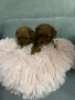 пудел Той/Тийкъп пудел , снимка 4