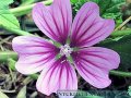 Слез цвят /Malva sylvestris/, снимка 1 - Хранителни добавки - 28975535