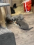Британски котенца, снимка 3