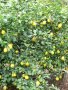 Див  планински  лимон / студоустойчив / 8.00  лв /бр, снимка 1 - Градински цветя и растения - 26234426