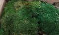 Декоративен плосък стабилизиран скандинавски естествен мъх - Промоция, снимка 4