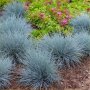 Фесстука(Синя декоративна трева) , снимка 1 - Градински цветя и растения - 35438580