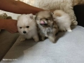три померани момчета, снимка 4
