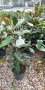 Магнолия Грандифлора  “Magnolia Grandiflora”, снимка 6